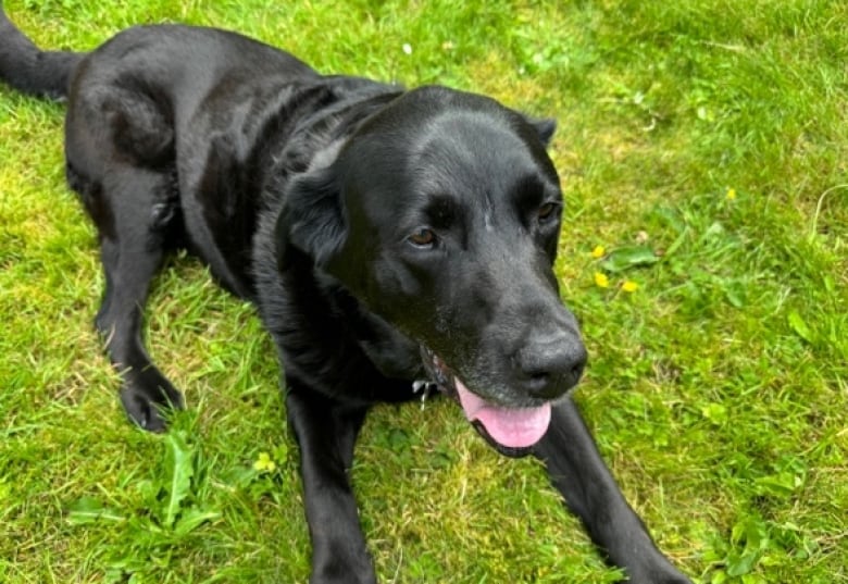 A black lab lays down on the grass