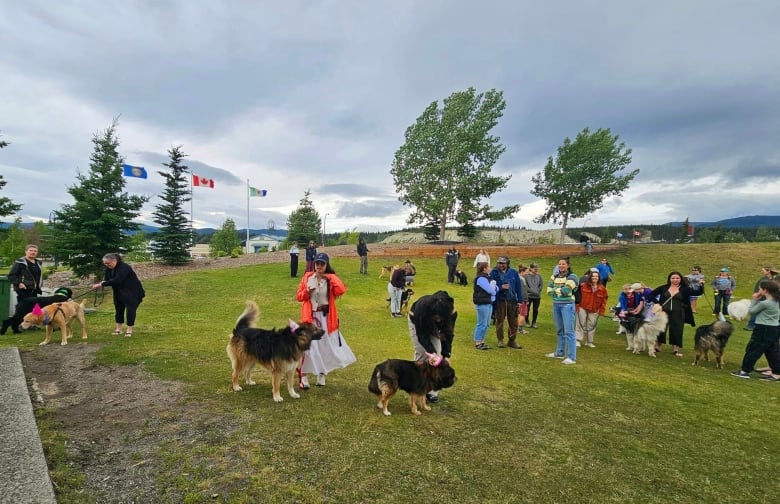 leashed dogs and people stand in a field