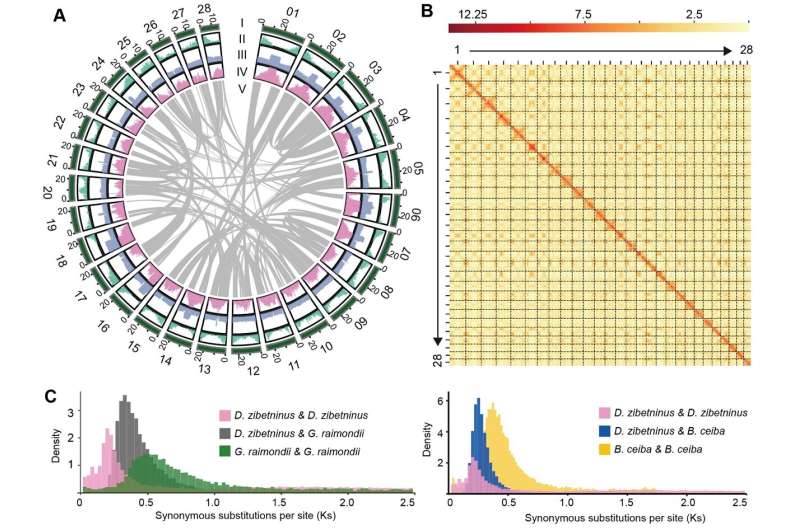 Upgraded durian genome reveals the role of chromosome reshuffling during ancestral karyotype evolution, lignin biosynthesis regulation, and stress tolerance
