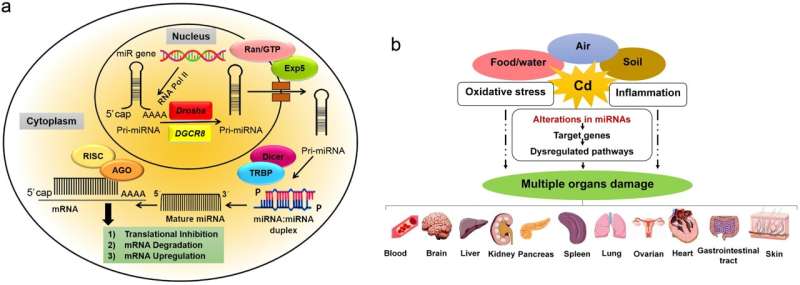 Cadmium-induced alterations in the expression profile of microRNAs