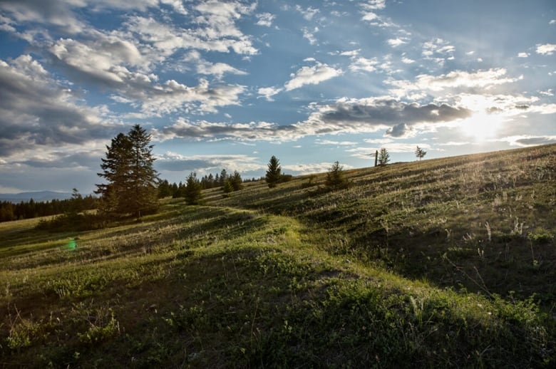 An overgrown shallow trench stretches through a green, flat field.