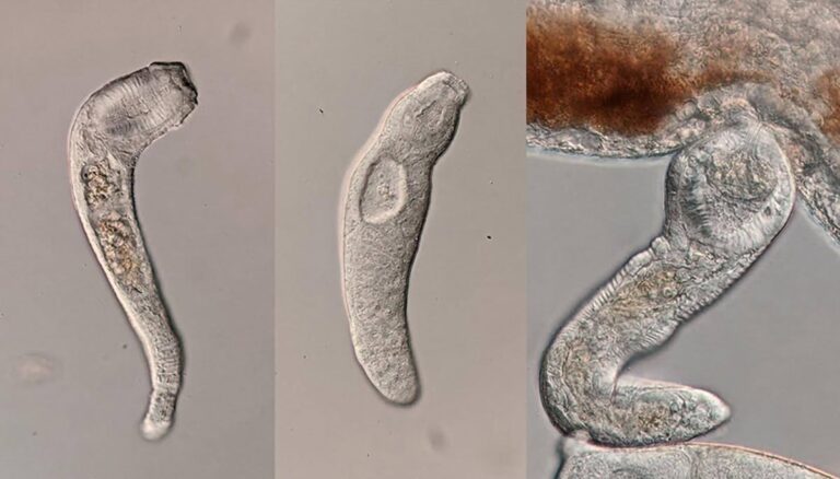 Freshwater Flatworm Forms Complex Societies With Soldier Castes