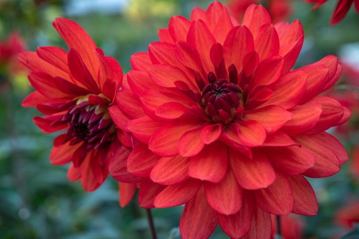 close-up of brilliant vermilion red dahlia