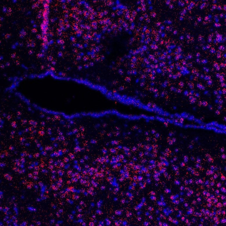 Microscopic View of a Hypothalamus Brain Section