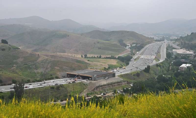 The wildlife crossing, which will be covered by local plants, aims to provide safe passage for the mountain lions