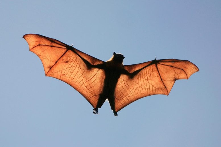 Fruit Bat Silhouette