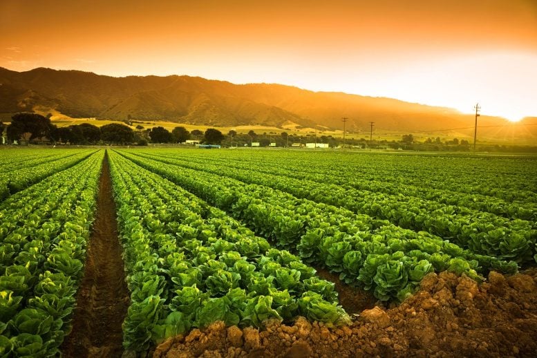 Crops Growing Fertile Farm Land