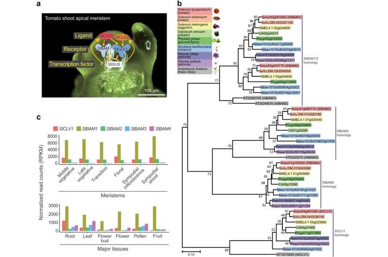 Stem cell harmony: How solanaceae plants maintain homeostasis through receptor compensation