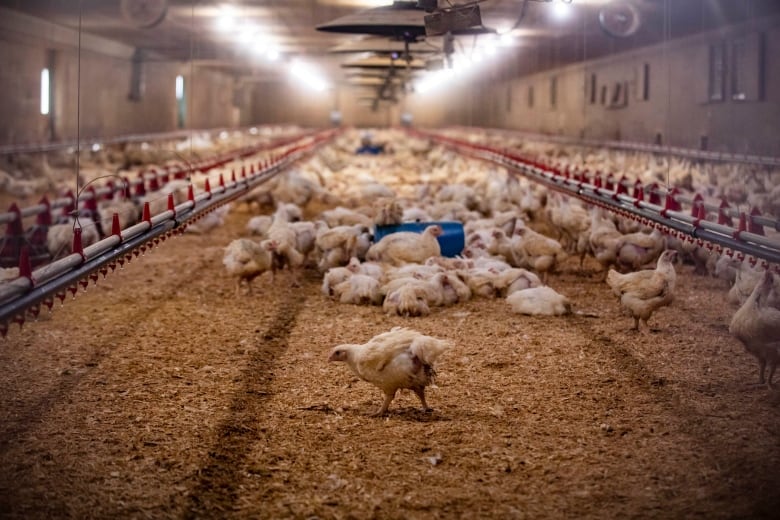 Chickens are pictured at a large poultry farm, in very close proximity to each other. One chicken stands apart from the flock in the foreground.