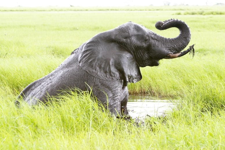 Bull Elephant Water Hole