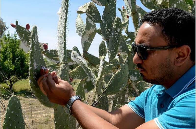 In Chebika, as in other rural areas in central Tunisia, many farmers' fields of prickly pear have been spoiled by the cochineal, which swept through North Africa 10 years ago