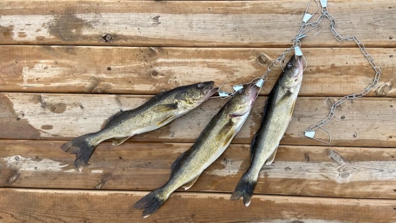 Three fish with fish hooks sit on a wood dock 