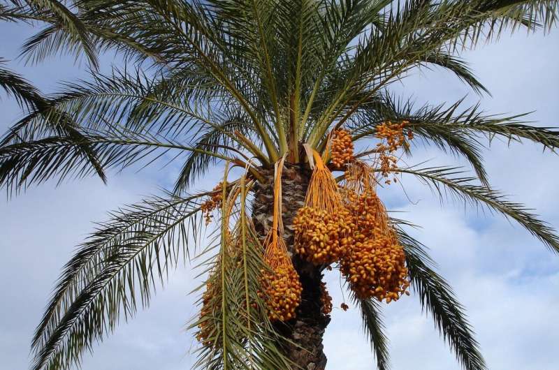 date palm plantations