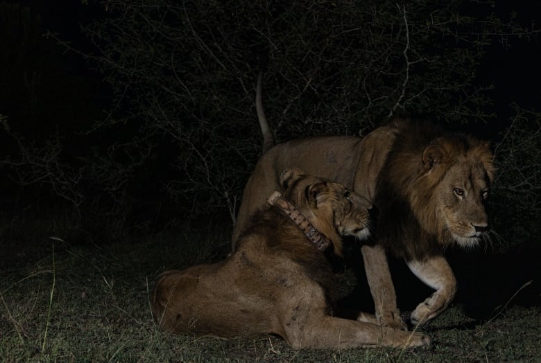 One lion walks by another lion that is laying down at night time