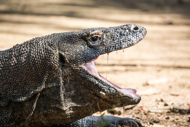 Komodo Dragon Mouth Open