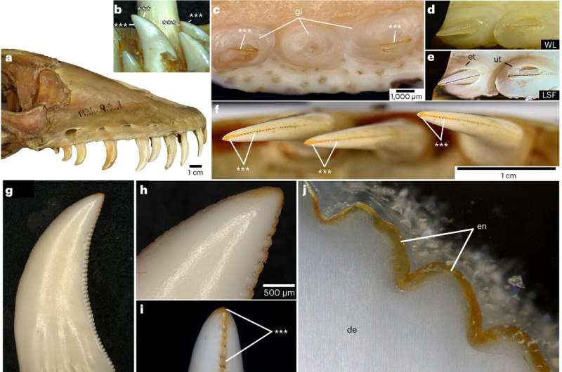 Komodo dragons have iron-coated teeth to rip apart their prey