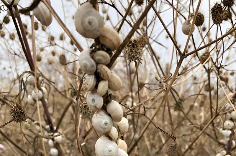 CSIRO study finds snails like red, dislike garlic