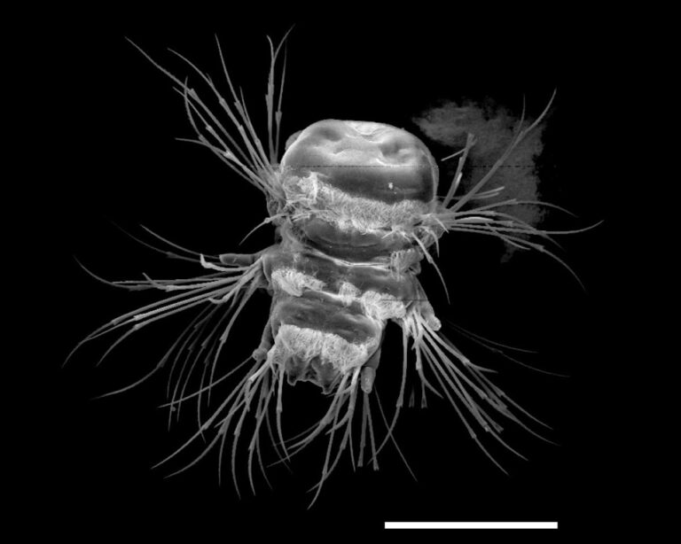 The Artful Construction of Worm Bristles