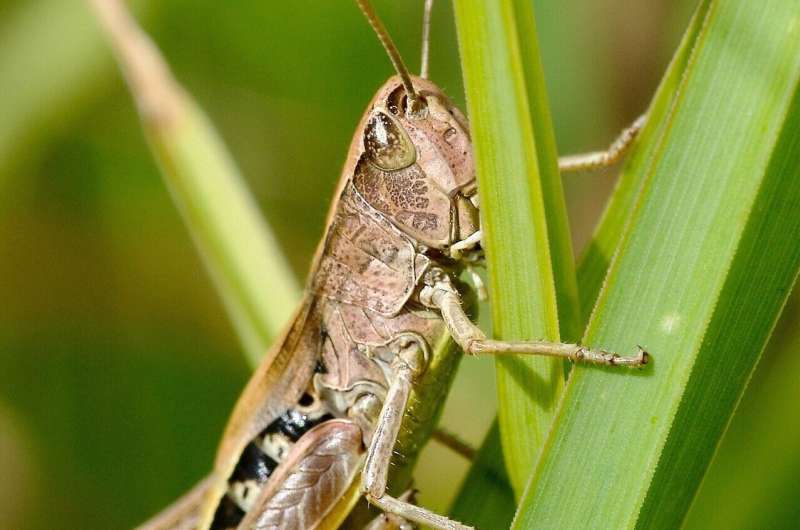 desert locusts