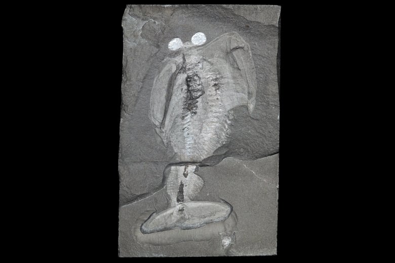 A fossil of an ancient marine mammal with its numerous legs, tail and eyes.