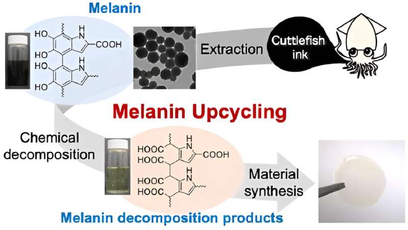 Melanin from cuttlefish ink as a sustainable biomass resource