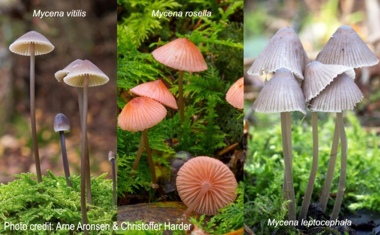 How Mycena Mushrooms Adapt and Thrive