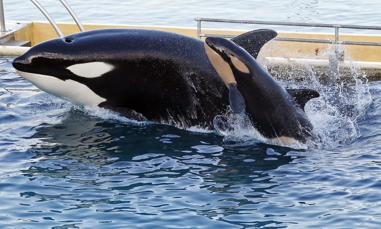 Two orcas jump out of the water.