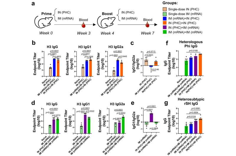 Study: Nanoparticle vaccines enhance cross-protection against influenza viruses