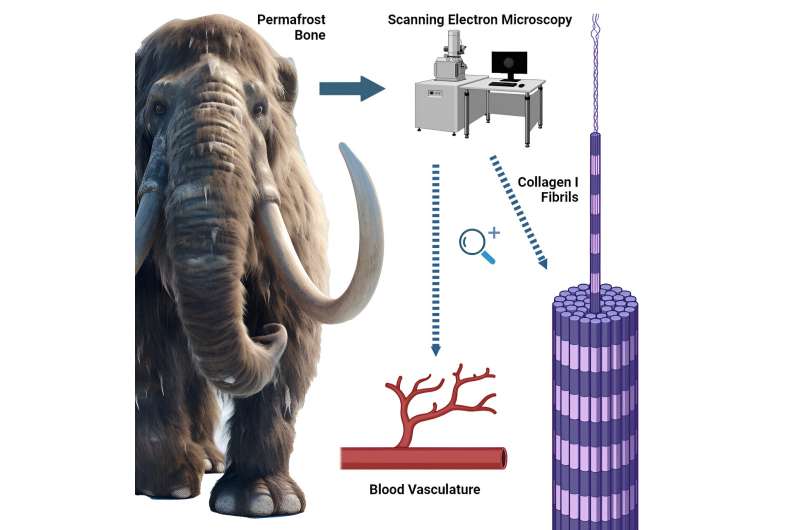 Nanoscopic imaging aids in understanding protein, tissue preservation in ancient bones