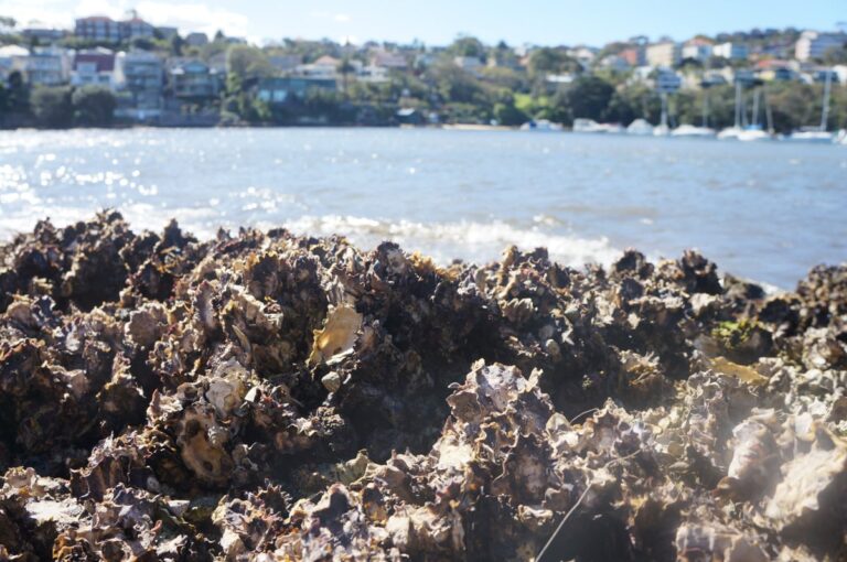 The Ocean Is Becoming Too Loud for Oysters