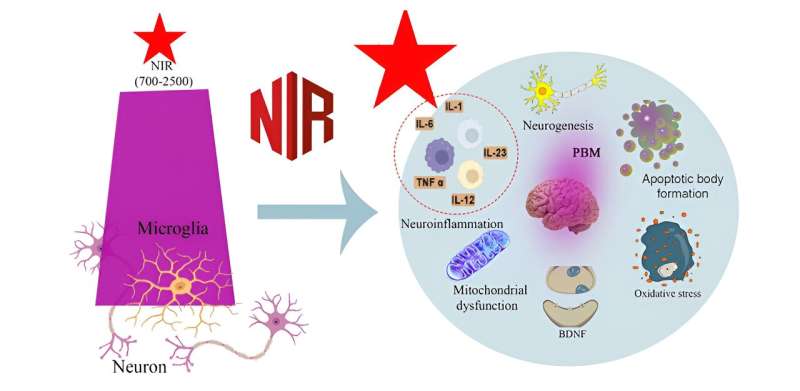 Innovative photobiomodulation technique illuminates a new frontier in neurodegenerative disease treatment