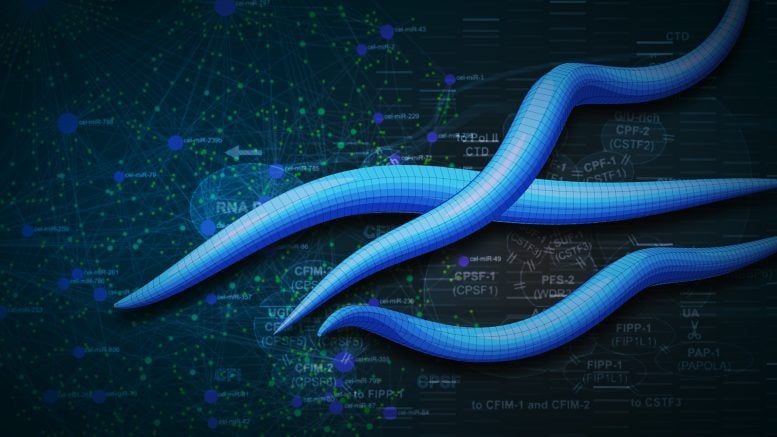 C. elegans DNA Graphic