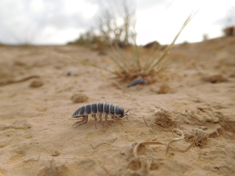 Isopods Eat Soil Crust