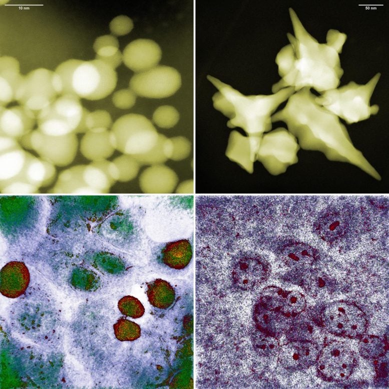 Gold Nanoparticles Interacting With Cancer Cells