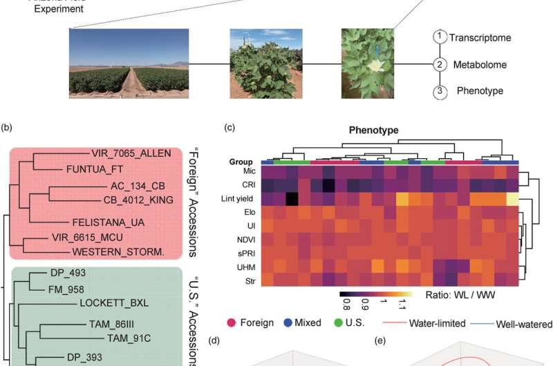 From genes to jeans: new genetic insights may lead to drought resilient cotton