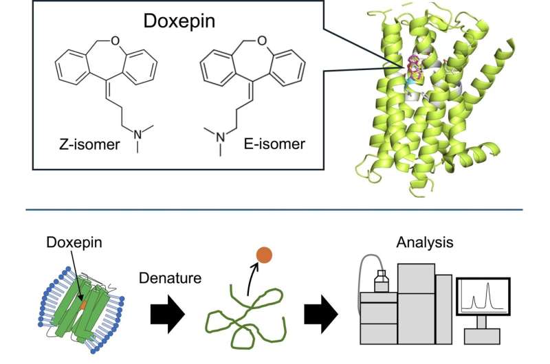 New insights into antihistamine binding could lead to more effective treatments