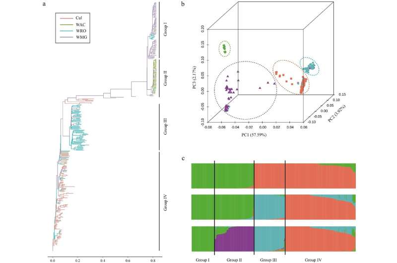 New liquid single nucleotide polymorphism chip can enhance rubber tree breeding