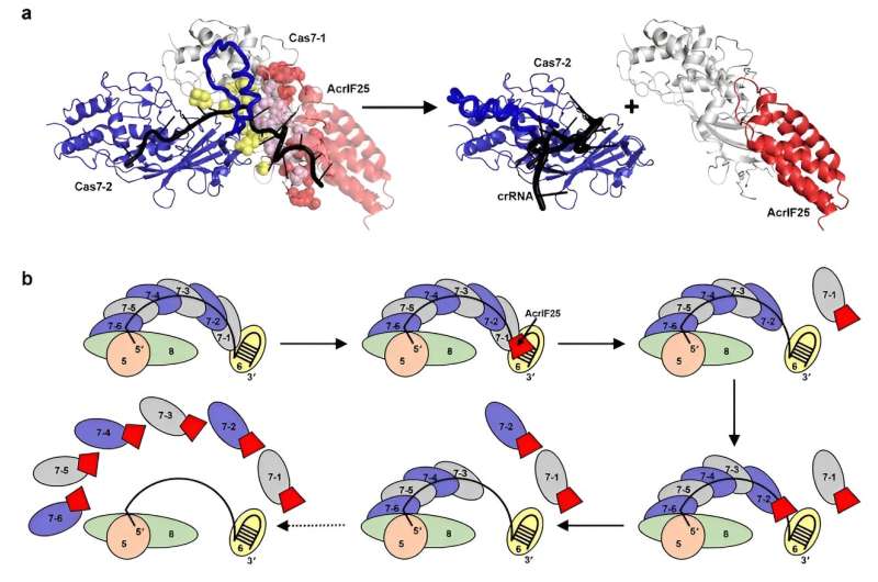 AcrIF25 inhibits activity of CRISPR-Cas system