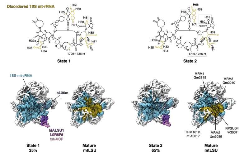 Identification of novel protein involved in mitochondrial gene expression