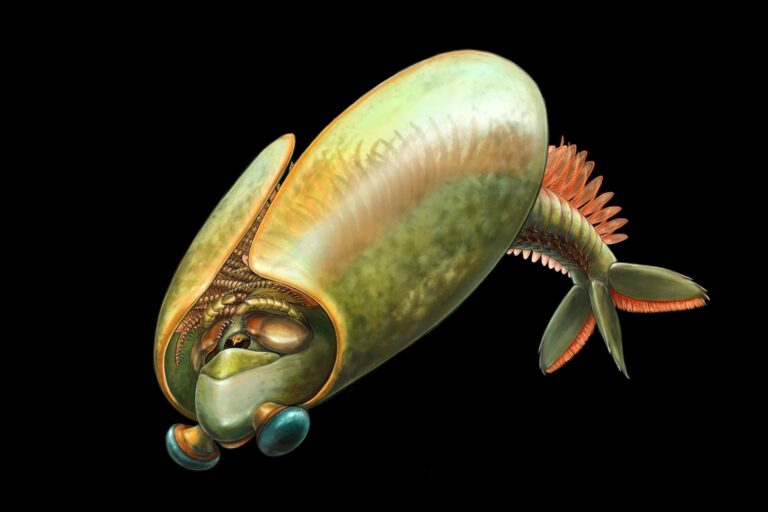 What a Bizarre Taco-Shaped Sea Creature Can Teach Us About Evolution