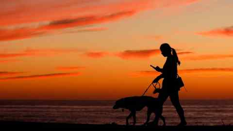 A girl walks a dog while looking at a mobile phone