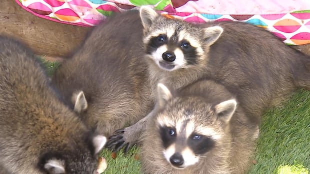 Four young raccoons clump together as they eat food that's been spread out on artificial grass.