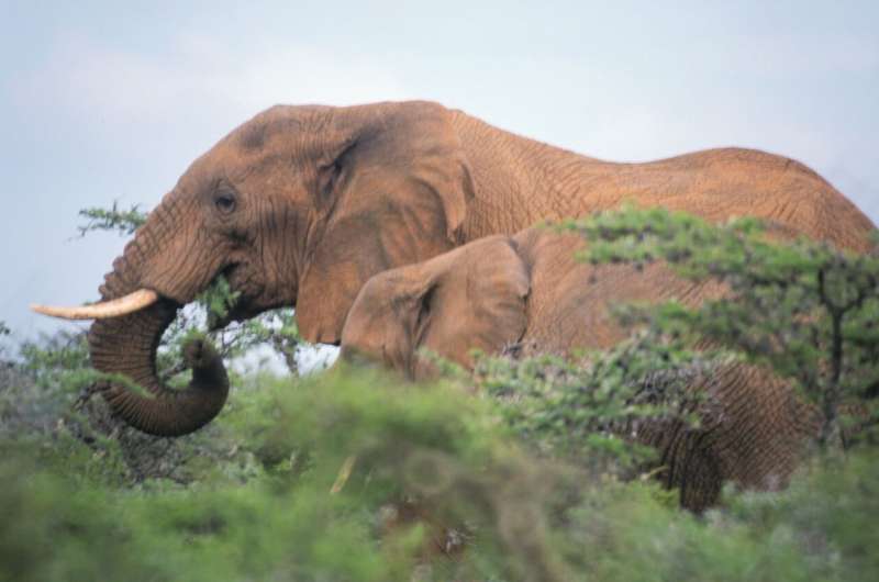 Denver Museum of Nature & Science scientist unveils study: One elephant supports 2 million dung beetles in east African savannas