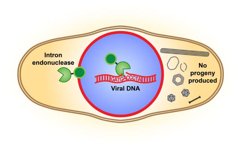 Not so selfish after all: Viruses use freeloading genes as weapons