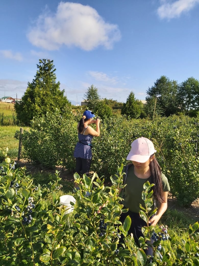 Two young women pick blueberries.  