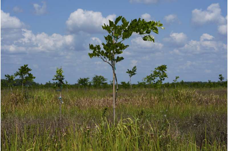 Pongamia trees grow where citrus once flourished, offering renewable energy and plant-based protein