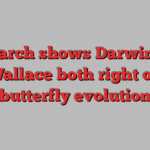 Research shows Darwin and Wallace both right on butterfly evolution