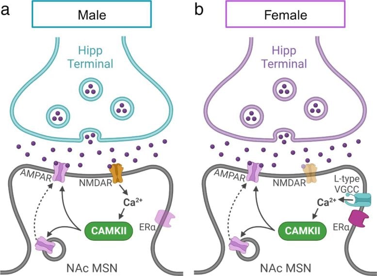 Molecular Reward Mechanisms in Male and Female Mice