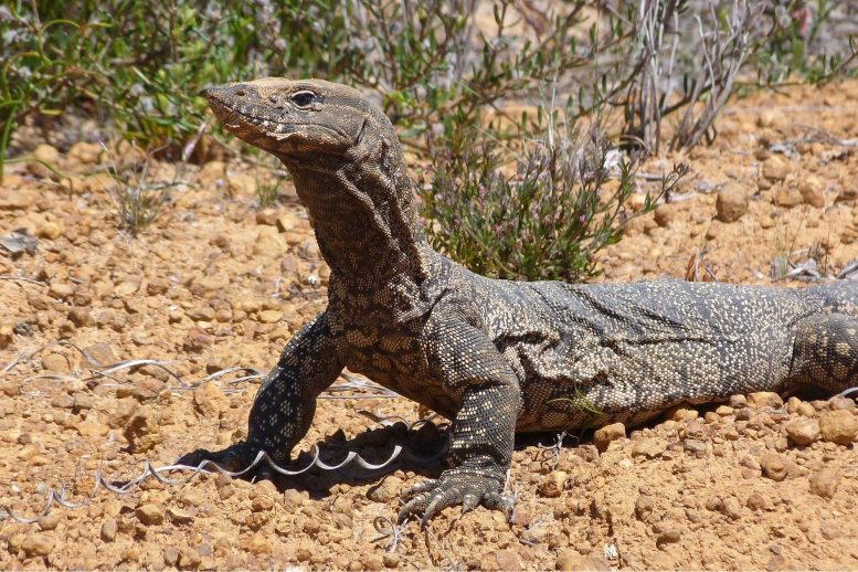 Heath Goanna Head