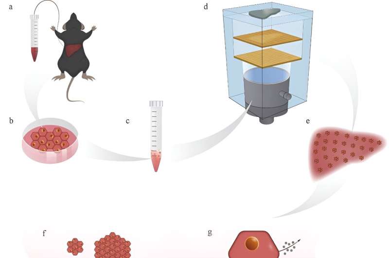 Researchers developed novel procedure for isolating primary mouse hepatocytes with holographic acoustic tweezers